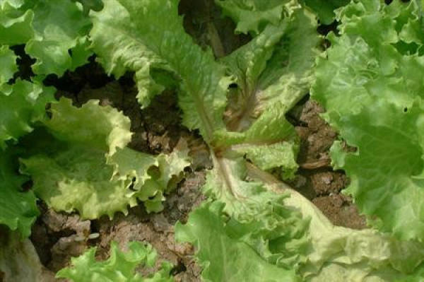 Lettuce soft rot