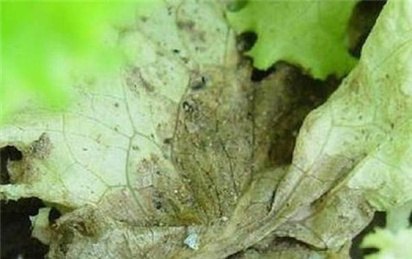 lettuce soft rot