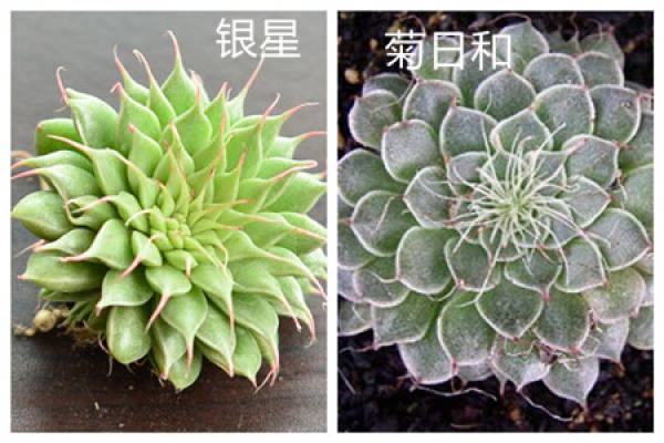 The Difference Between Silver Star and Chrysanthemum