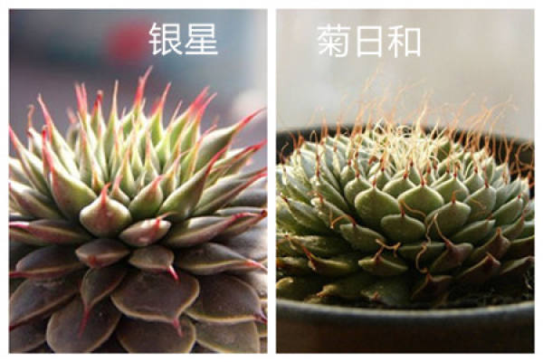 the difference between silver star and chrysanthemum sun sum