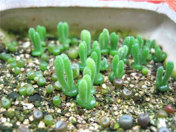 Bihuanghuan family breed method