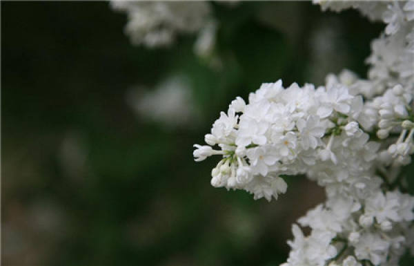 White clove