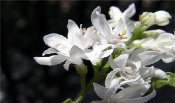 White clove