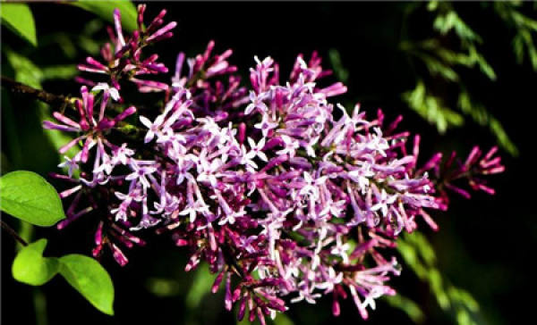White clove