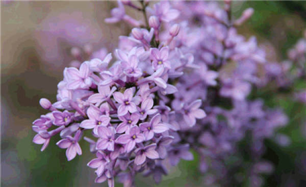 White clove
