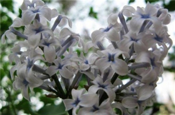 white cloves