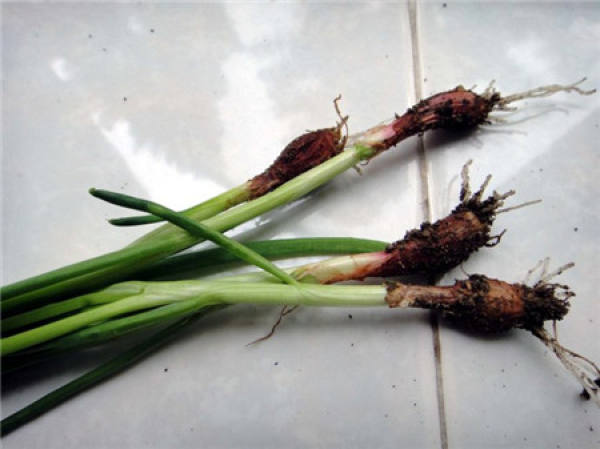 You can never grow a good chive.