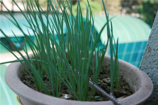 You can never grow a good chive.