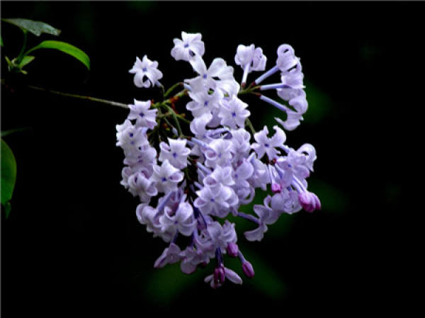 Mosaic of lilac