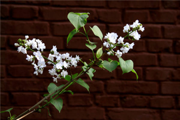 Mosaic of lilac