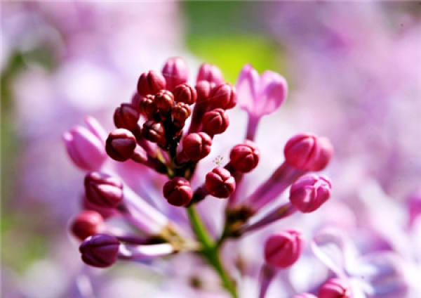 Mosaic of lilac