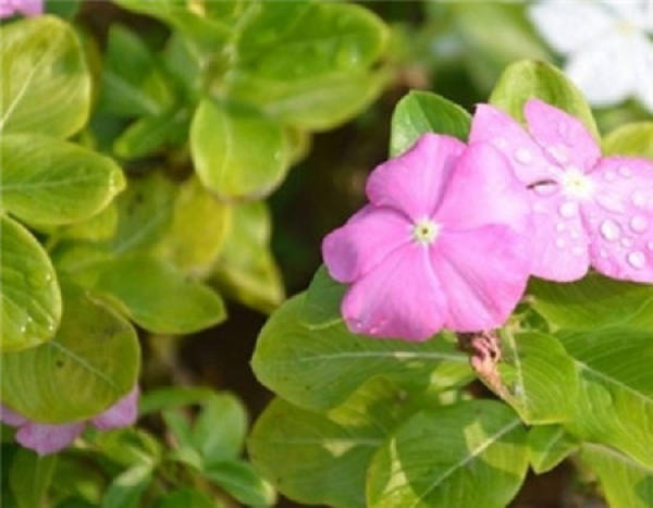 Catharanthus roseus leaf yellow reason: soil partial alkali Catharanthus roseus leaf yellow reason: soil partial alkali