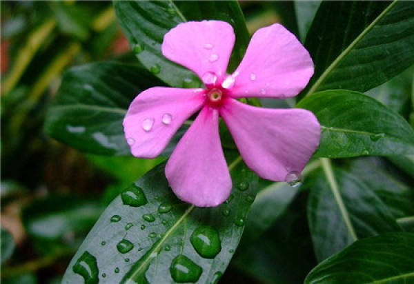 Catharanthus black spot