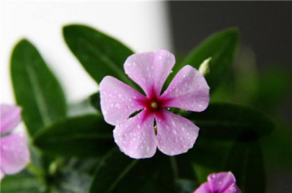 Catharanthus black spot