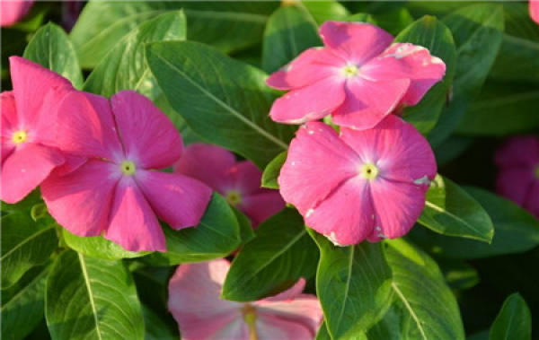 Catharanthus black spot