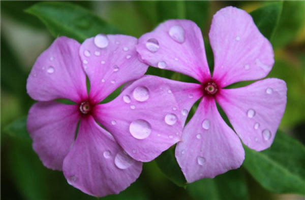 How does the family that there is central heating in winter raise periwinkle?