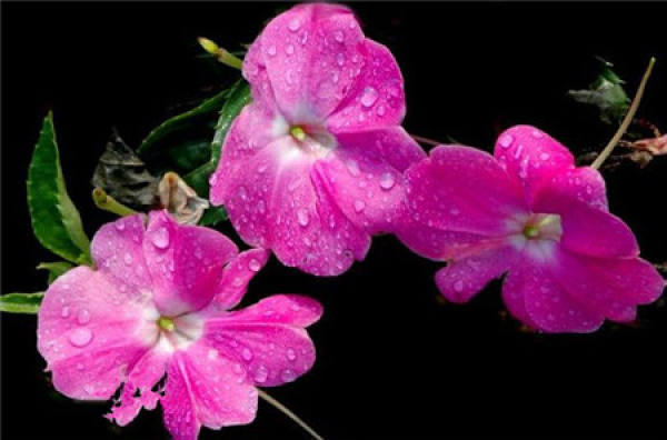 Household cultivation method of impatiens balsamina