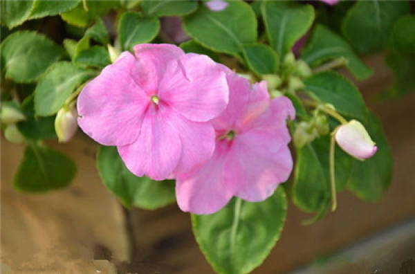 Household cultivation method of impatiens balsamina