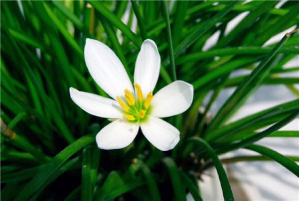 Potting soil requirements for Cymbidium