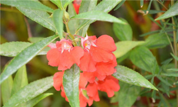 Common pests of Impatiens balsamina