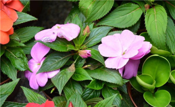 common insect pests of Impatiens