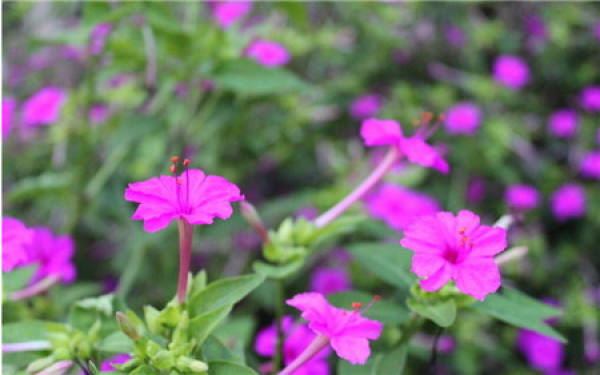 The Flower Language of Impatiens