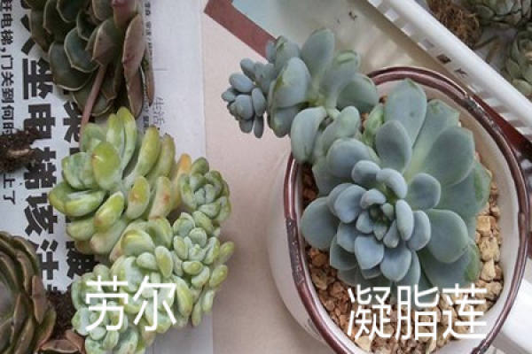 The leaves of Lotus and Raul are different.