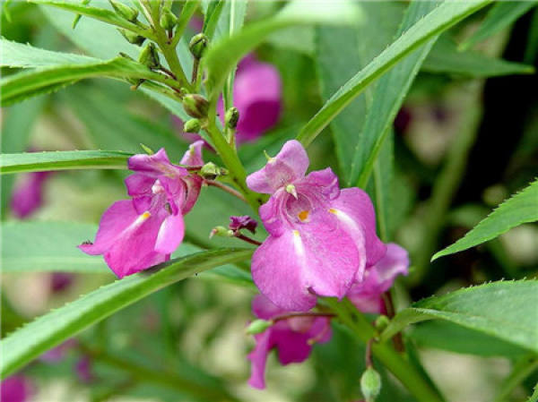 How to fertilize impatiens?