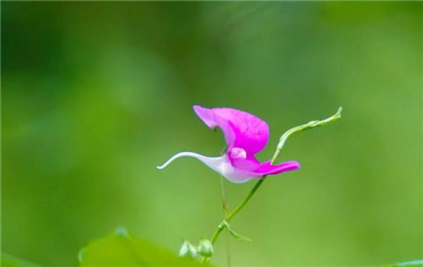 how to fertilize the Impatiens