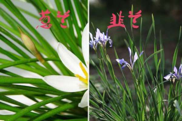 The Difference between Chinese Chive and Chinese Onion