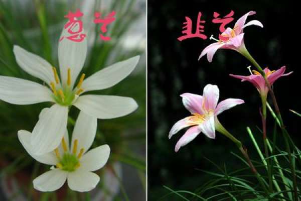 The Difference between Chinese Chive and Chinese Onion