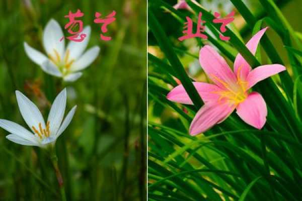 The Difference between Chinese Chive and Chinese Onion