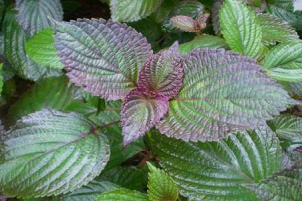 Breed method of purple perilla