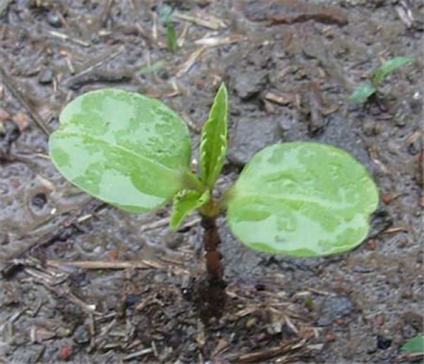 How to replant impatiens?