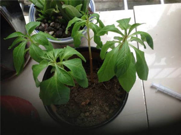 how to change pots and plant Impatiens