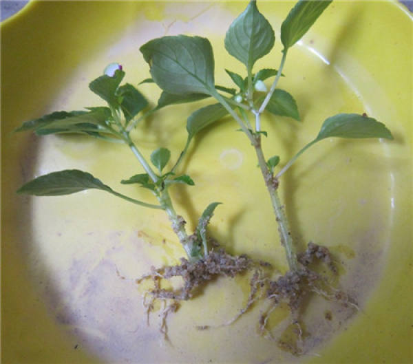 Can impatiens be cuttings