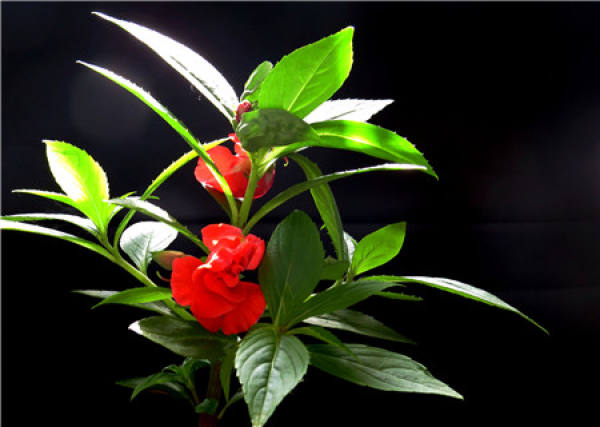 can Impatiens be cut