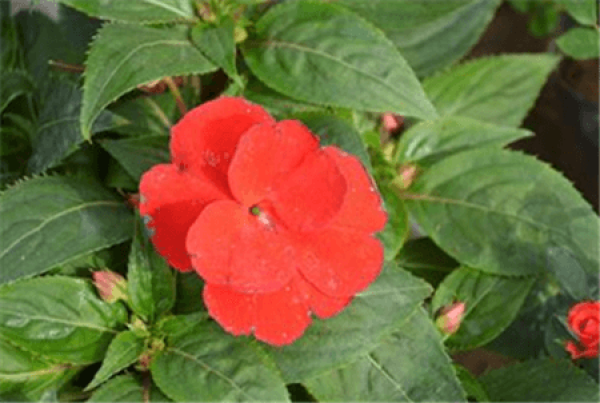 Impatiens balsamina