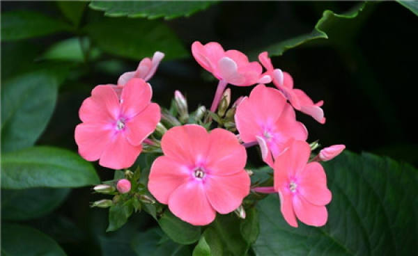 Florescence maintenance of Impatiens balsamina