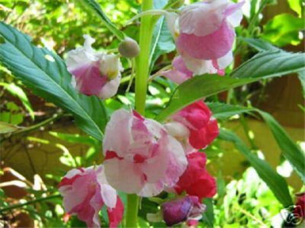 Florescence maintenance of Impatiens balsamina