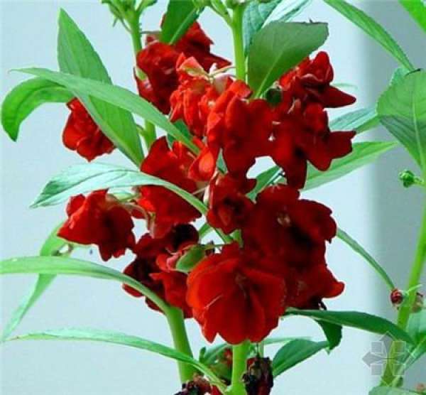Florescence maintenance of Impatiens balsamina