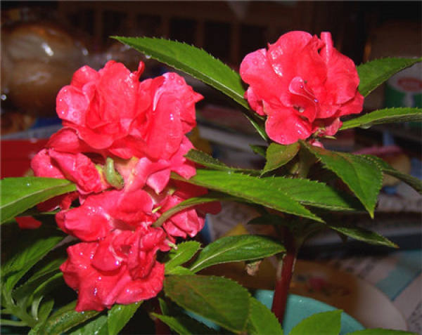 maintenance of Fengxian flower in flowering period