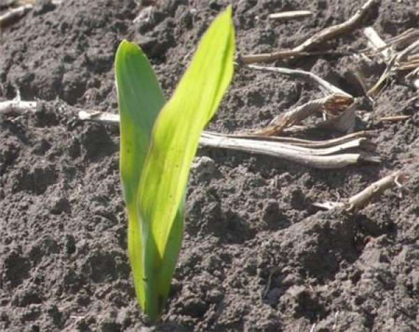 Detailed explanation of impatiens sowing