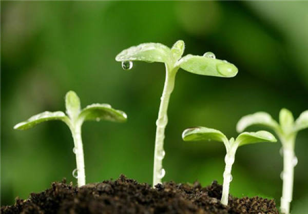 details of Impatiens sowing