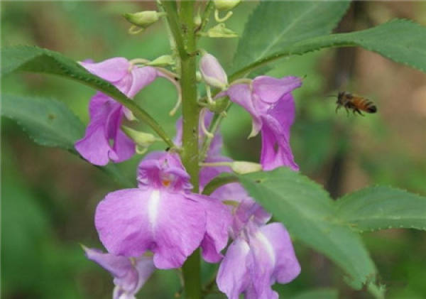 details of Impatiens sowing