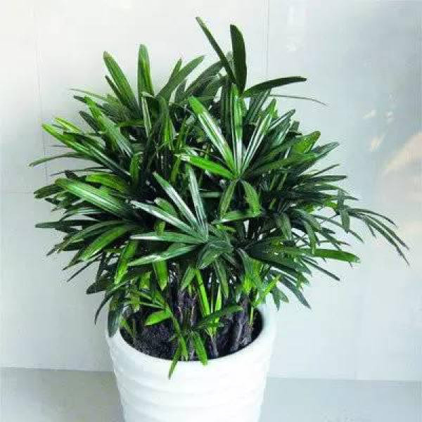 Illumination Requirement of Palm Bamboo