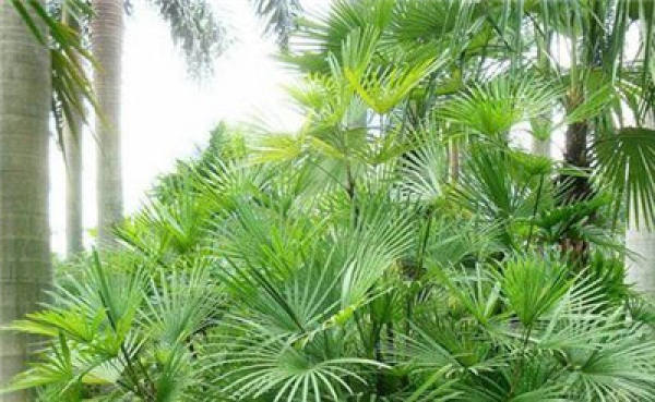 Rhapis multifida