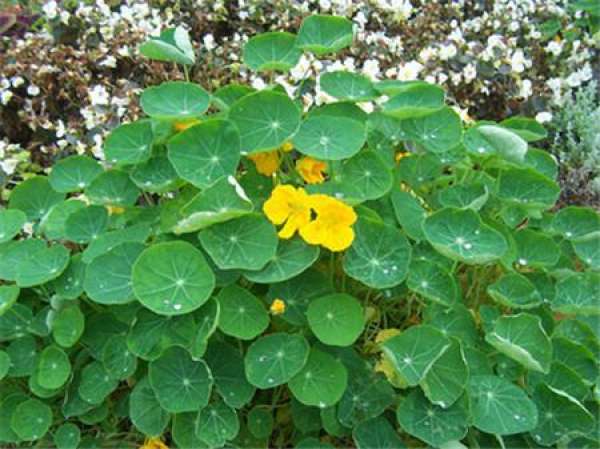 Cultivation method of nasturtium