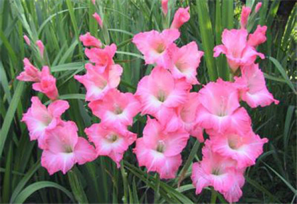 Soil and Flowerpot Selection of Gladiolus