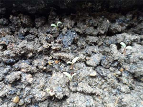 Explanation of Nasturtium Seeding